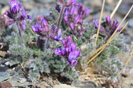 Image de Oxytropis wrangelii Jurtzev