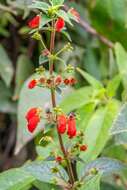 Image of Kohleria spicata (Kunth) Oerst.