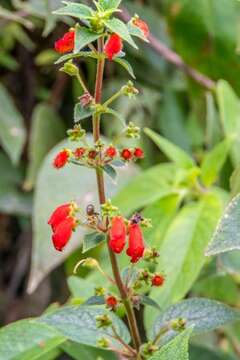 Image of Kohleria spicata (Kunth) Oerst.