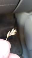 Image of broom sedge