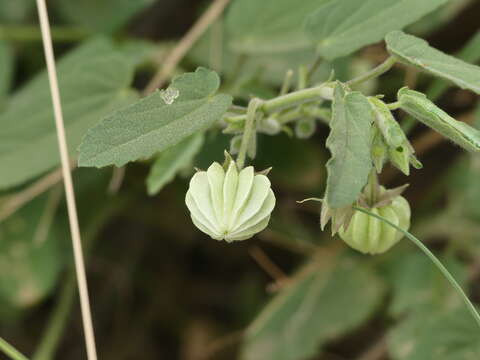 Image of Gaya parviflora (Phil.) A. Krapov.