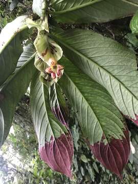 Image of Columnea medicinalis (Wiehler) L. E. Skog & L. P. Kvist