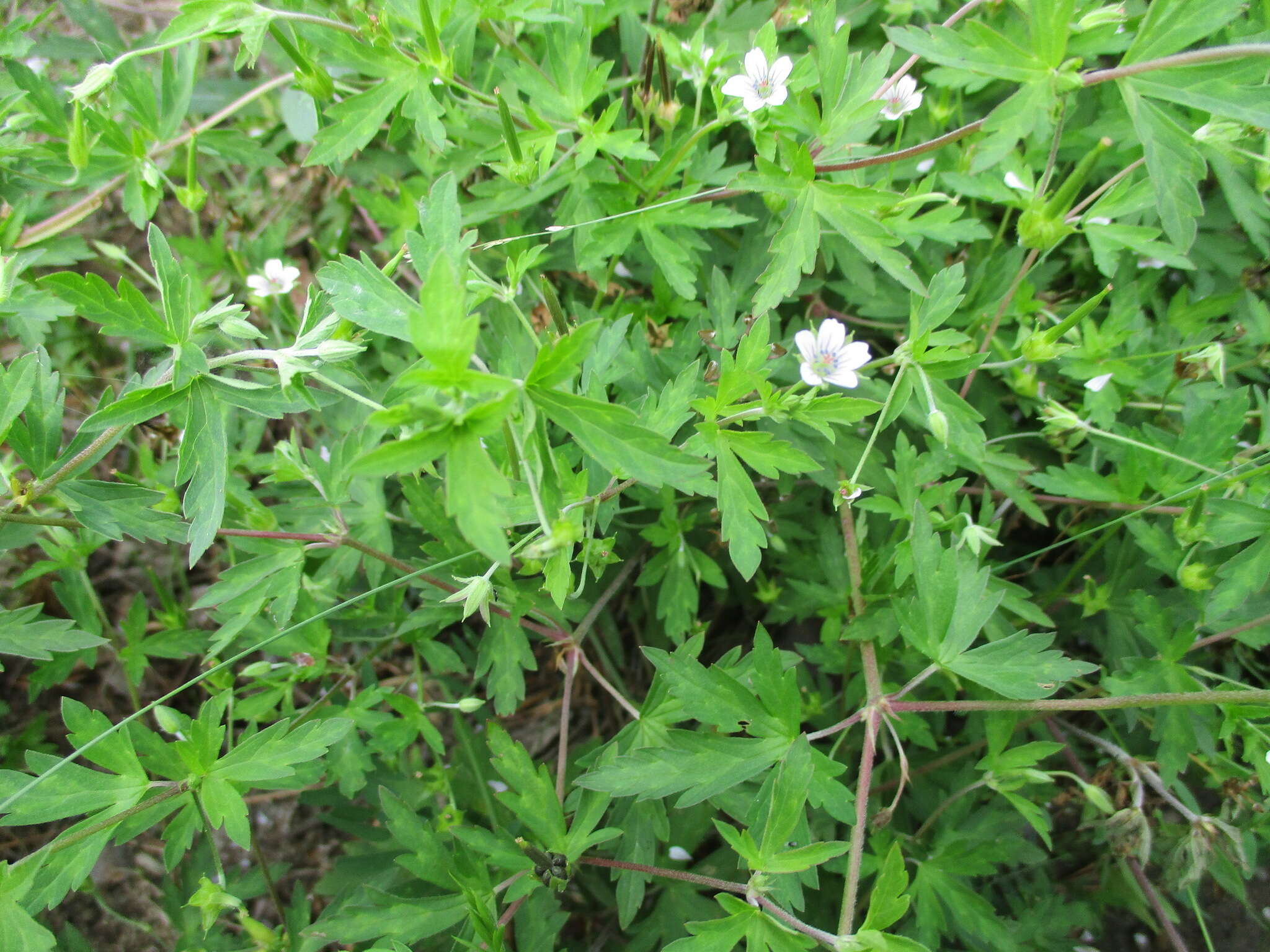 Image of Siberian geranium