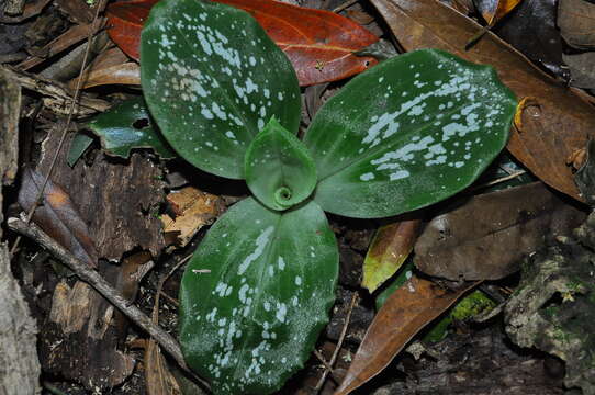 Image of Mesadenella cuspidata (Lindl.) Garay