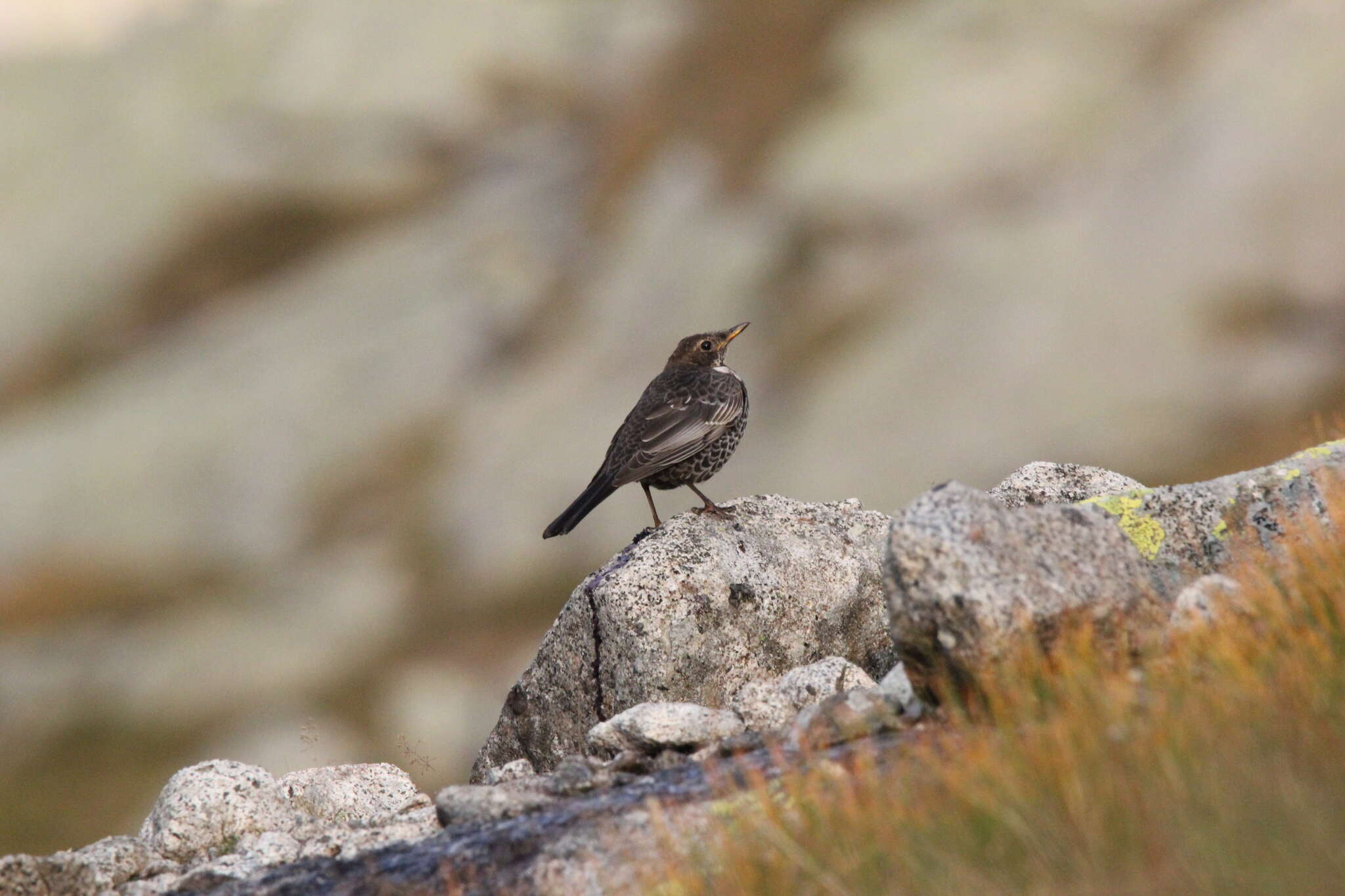 Image of Ring Ouzel