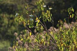 Plancia ëd Ipomoea pauciflora subsp. pauciflora