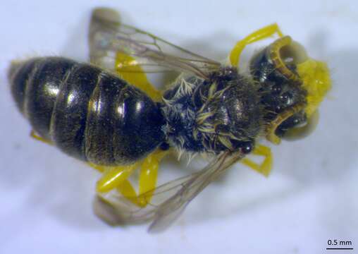 Image of Calliopsis andreniformis Smith 1853