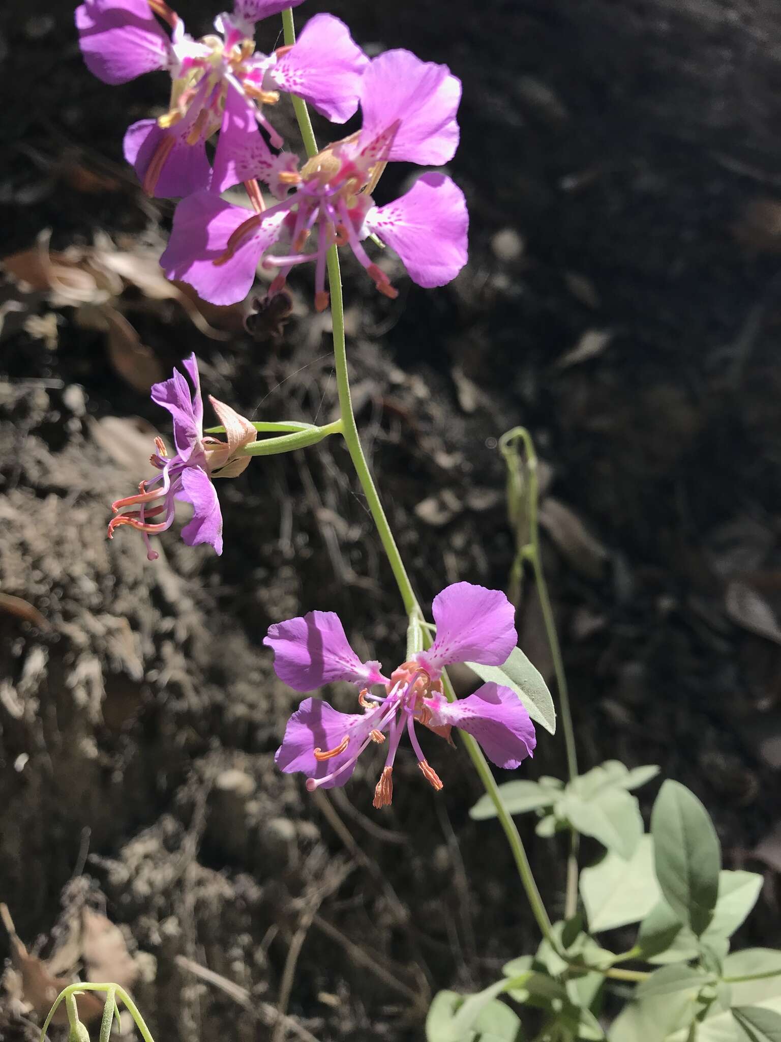 Image of Mildred's clarkia