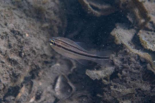 Image de Ostorhinchus fasciatus (White 1790)