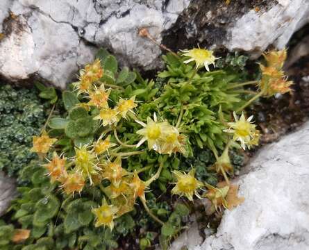 Sivun Saxifraga aphylla Sternb. kuva