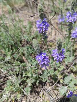 Image of Veronica pectinata L.