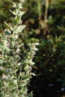 Imagem de Teucrium scordium subsp. scordioides (Schreb.) Arcang.