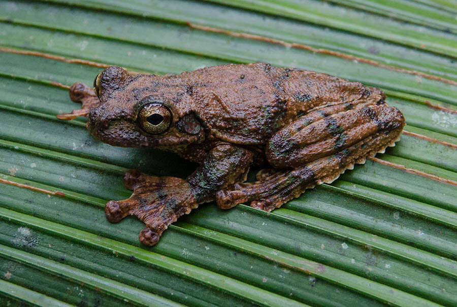 Image de Ecnomiohyla fimbrimembra (Taylor 1948)