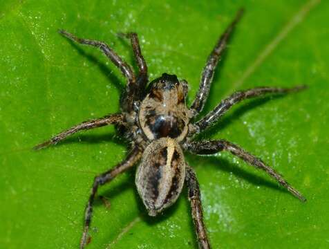 Image of Artoriopsis melissae Framenau 2007