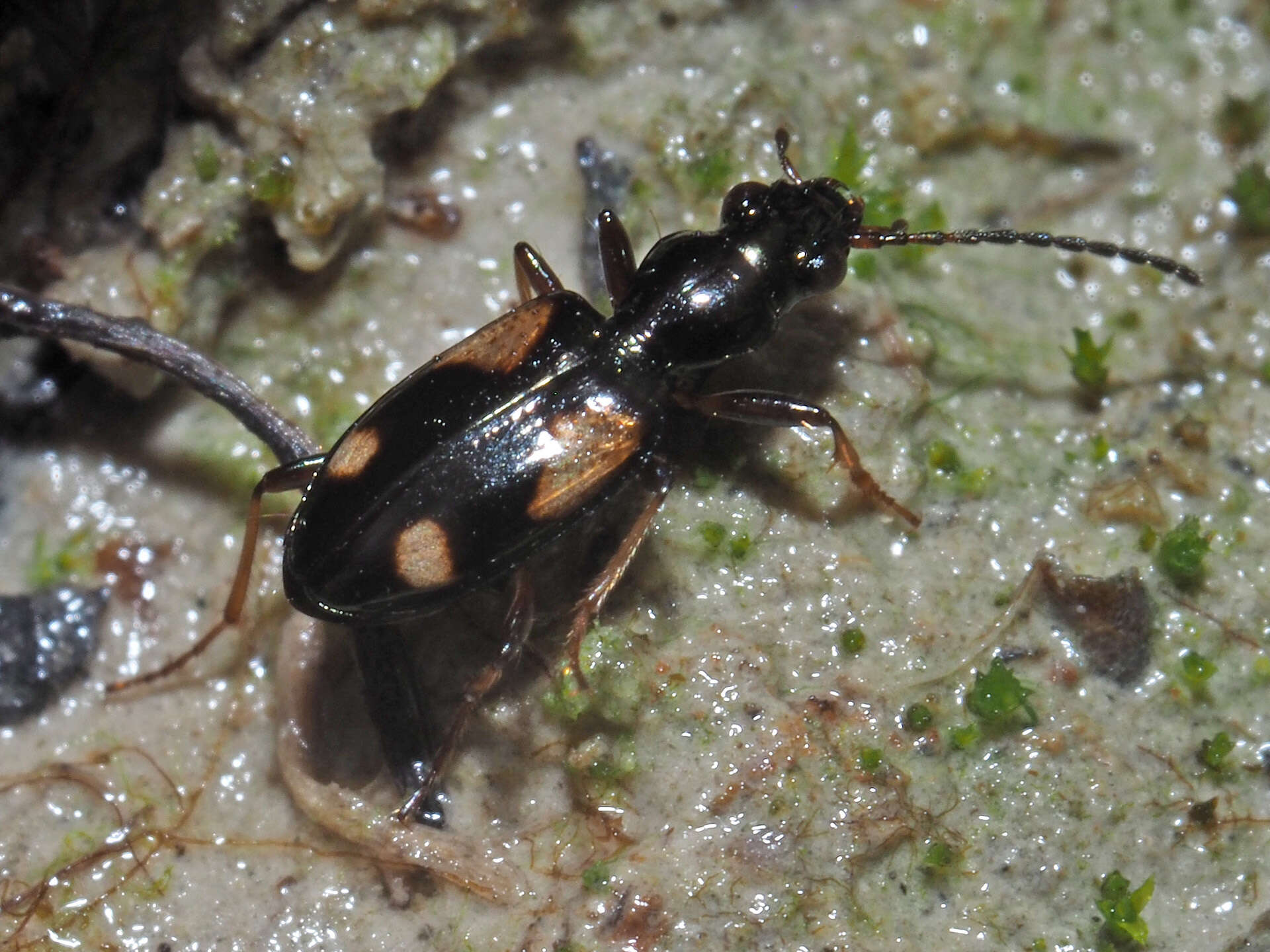 Bembidion (Nepha) genei Küster 1847的圖片