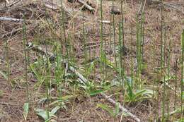 Image of Denseflower rein orchid