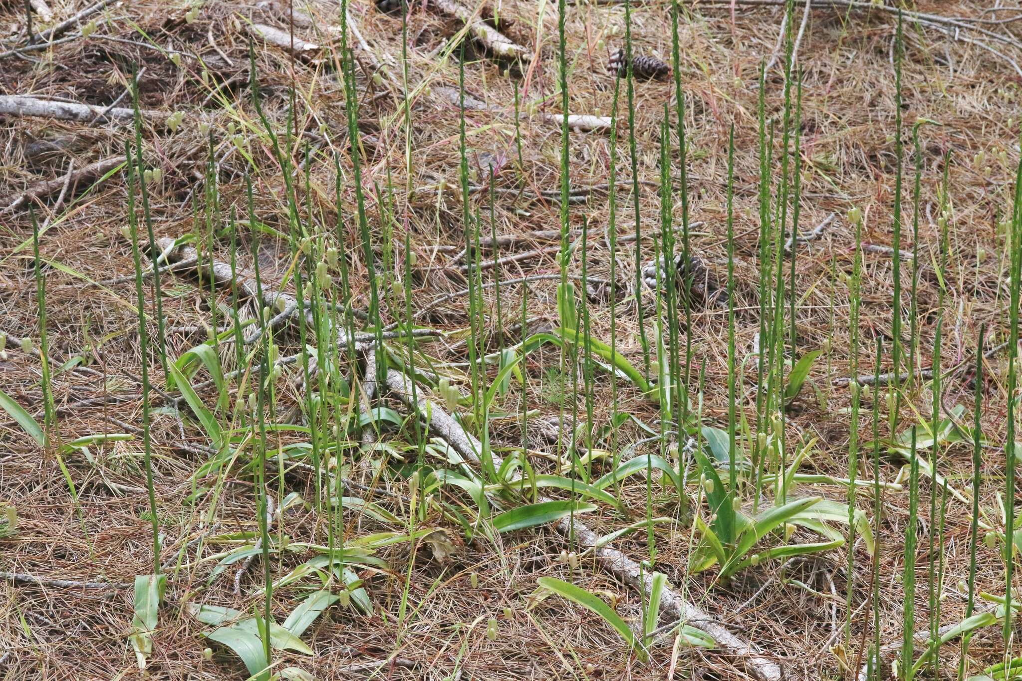 Image de Platanthera elongata (Rydb.) R. M. Bateman