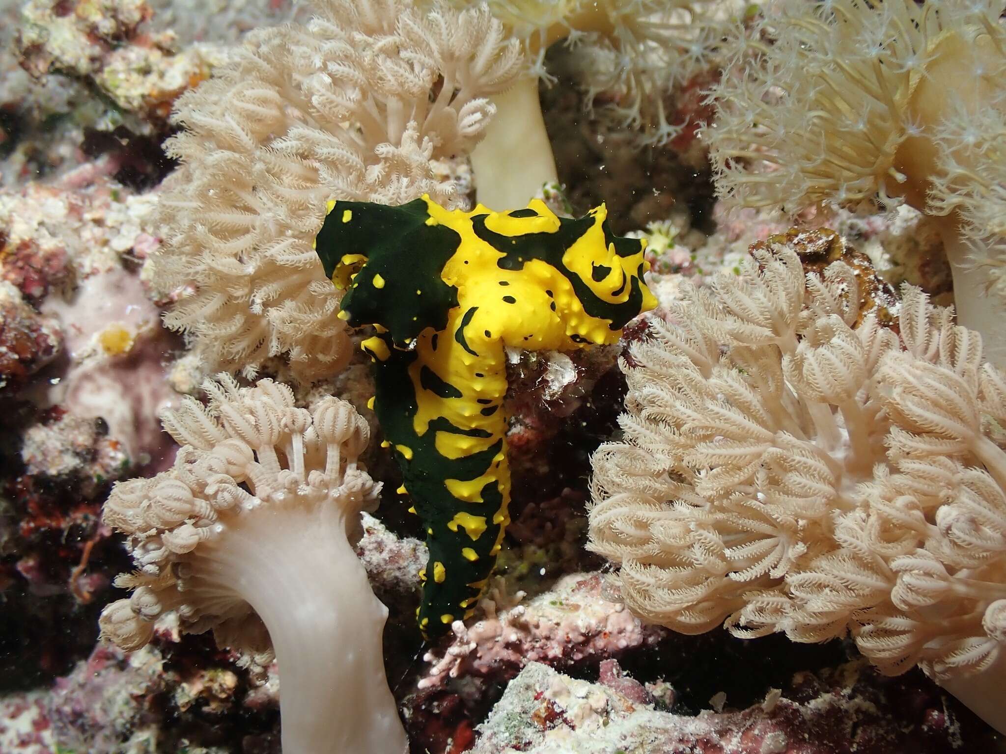 Image of Notodoris gardineri Eliot 1906