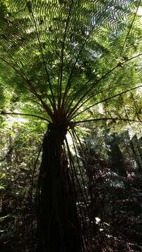 Image of Cyathea costaricensis (Mett. ex Kuhn) Domin