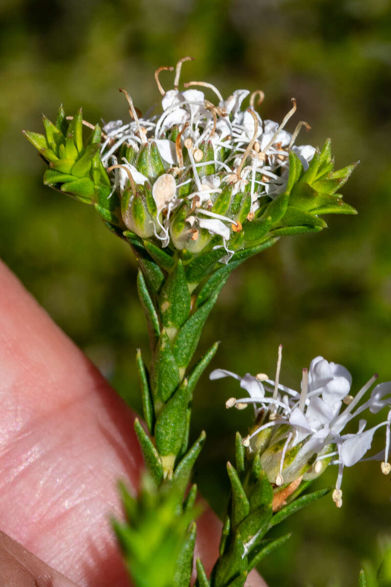 Image of Agathosma imbricata (L.) Willd.