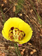 Image of yellow mariposa lily