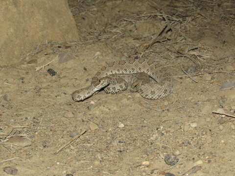 Image of Crotalus oreganus concolor Woodbury 1929