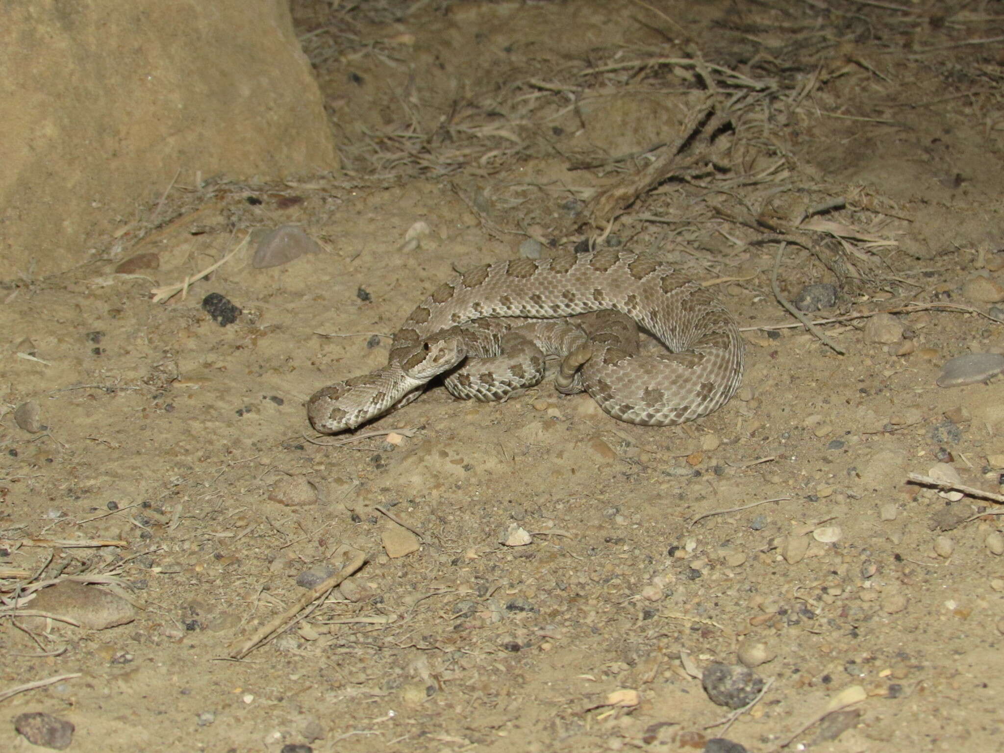 Imagem de Crotalus oreganus concolor Woodbury 1929