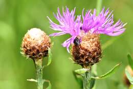 Image of <i>Centaurea gerstlaueri</i>