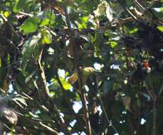 Image of Pin-striped Tit-Babbler