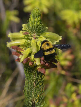 Image de Xylocopa watmoughi Eardley 1983