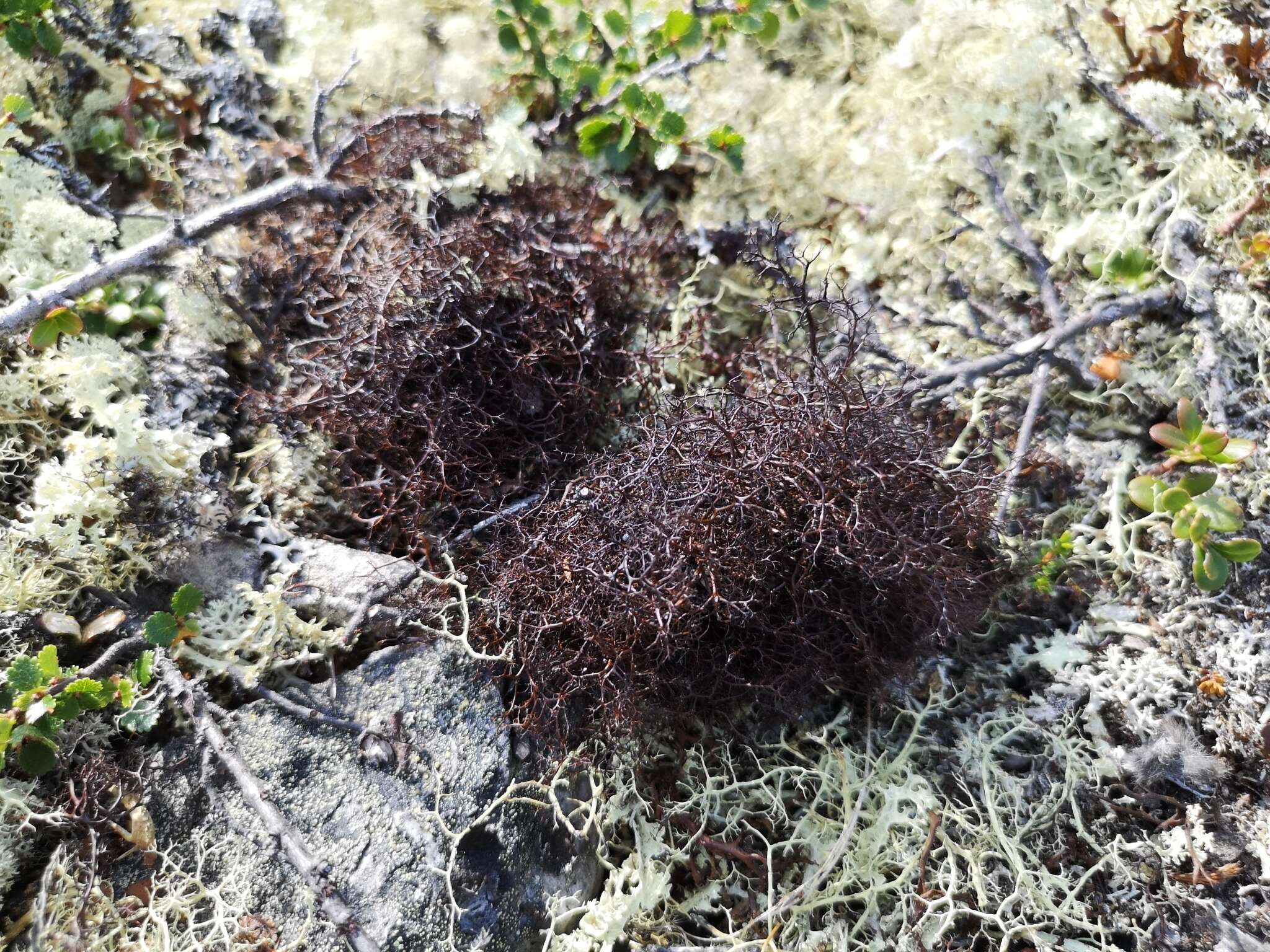 Image of Cetraria muricata (Ach.) Eckfeldt