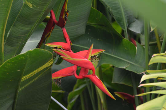 Image of Heliconia rauliniana Barreiros