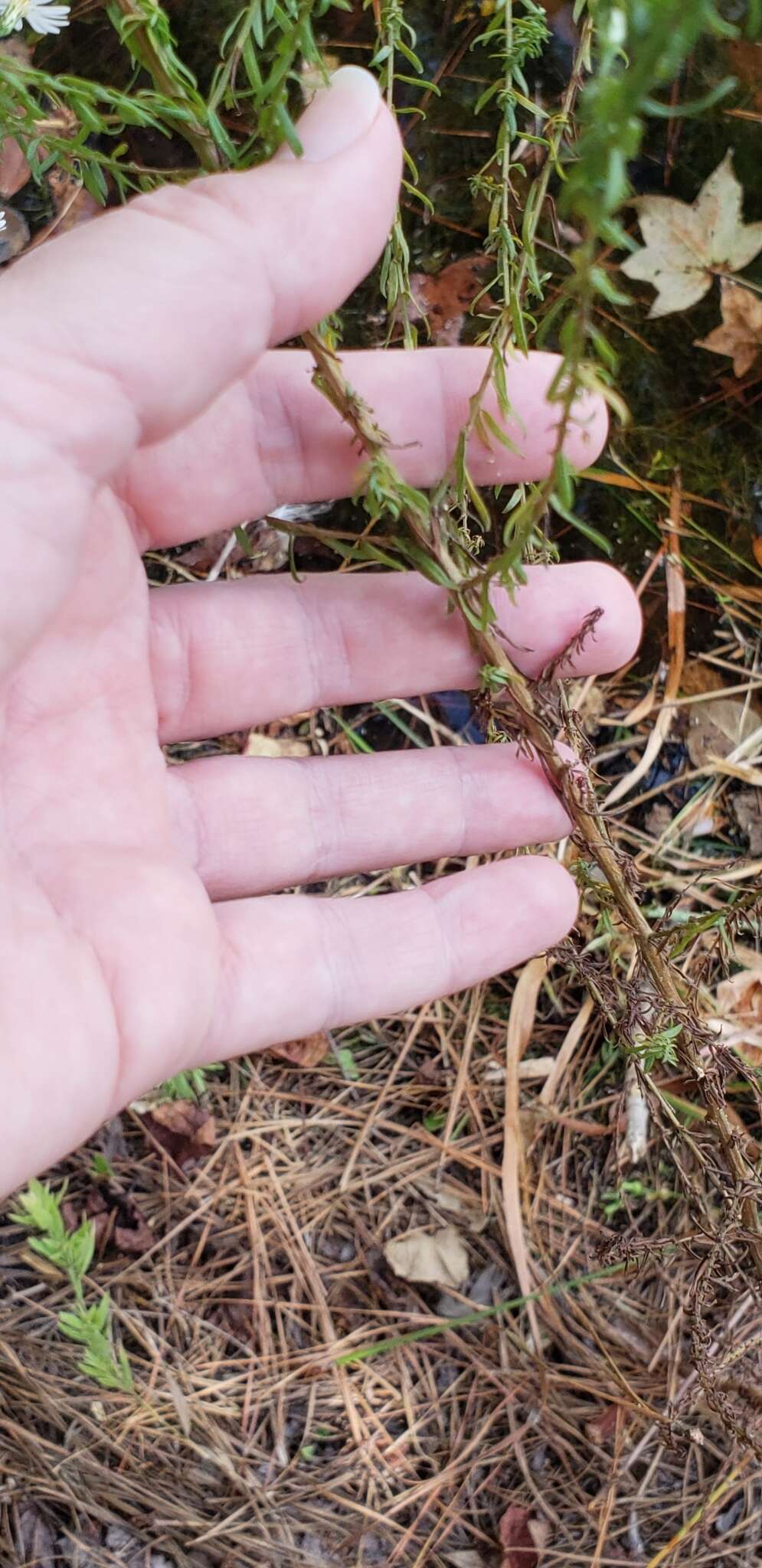 Image of <i>Symphyotrichum <i>dumosum</i></i> var. dumosum