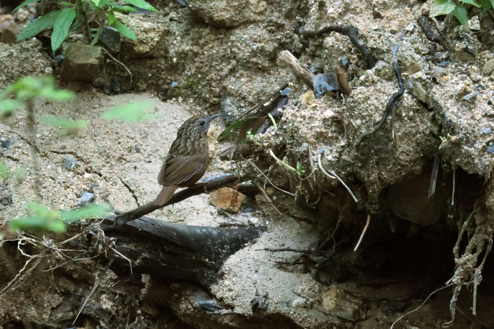 Image of Streaked Wren-Babbler