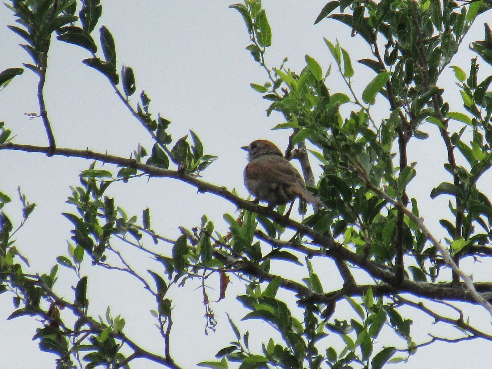 Image of Pale-breasted Spinetail