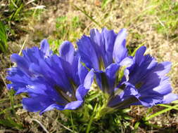 Image de Gentiana grandiflora Laxm.