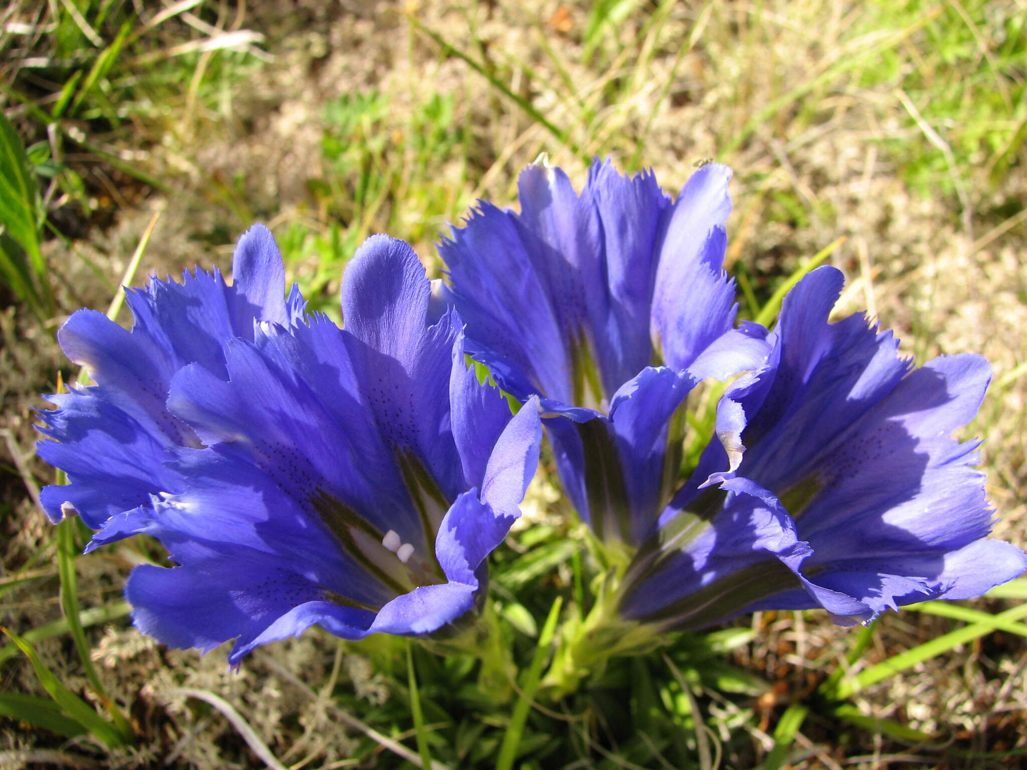 Image of Gentiana grandiflora Laxm.