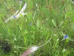 Image of Macoun's fringed gentian