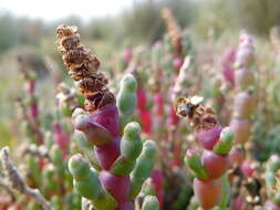 Image of Salicornia blackiana Ulbr.