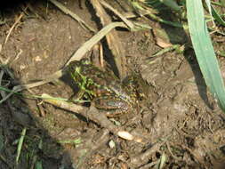 Image of Mink Frog