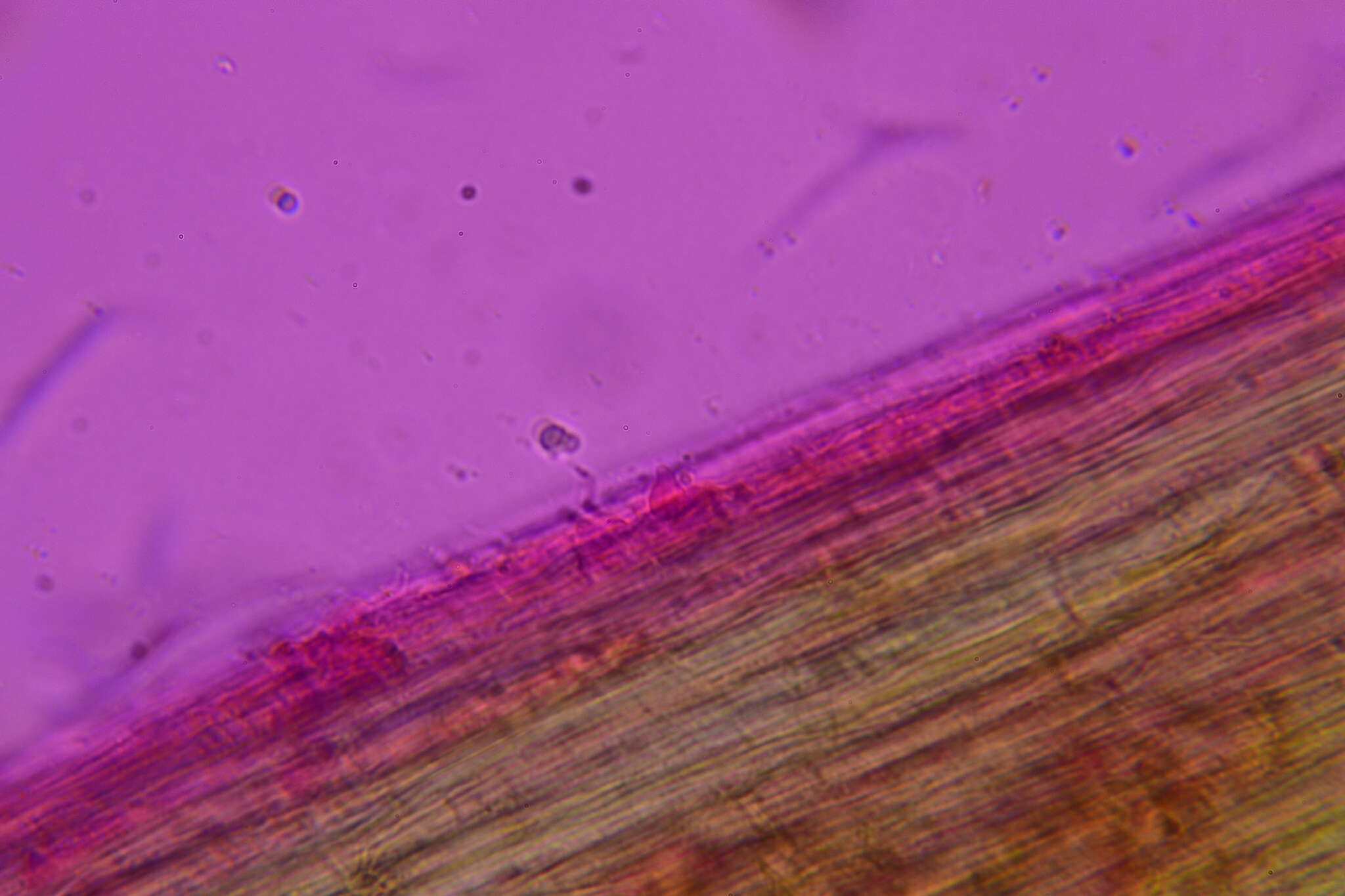 Plancia ëd Conocybe velutipes (Velen.) Hauskn. & Svrček 1999