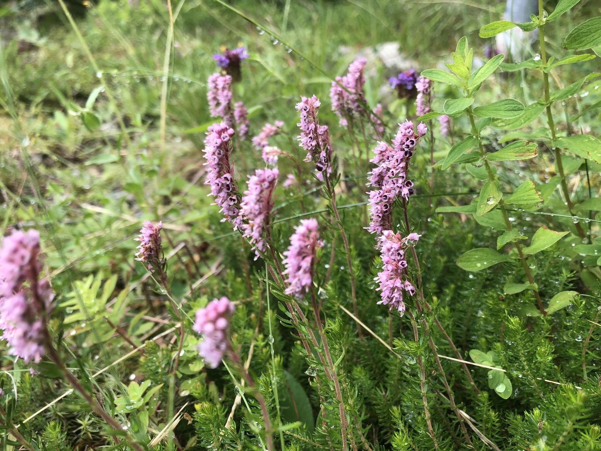 Image of Erica spiculifolia Salisb.