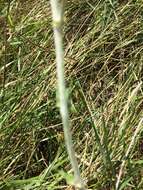 Image de Cirsium flodmanii (Rydb.) Arthur