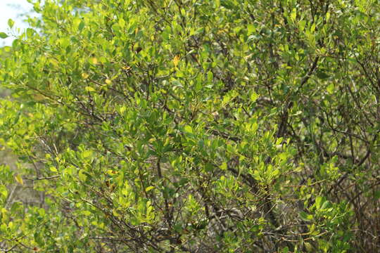 Image of Broombush False Willow