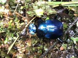 Imagem de Deltochilum (Calhyboma) mexicanum Burmeister 1848