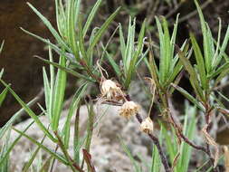 Image of Aristeguietia ballii (Oliv.) R. King & H. Rob.