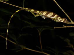 Image of Banded Tree Anole