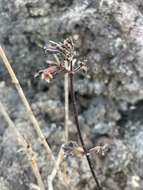 Image of Forest Island-Bluet