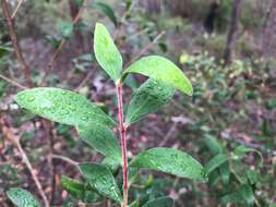 Image of Persoonia sericea A. Cunn. ex R. Br.