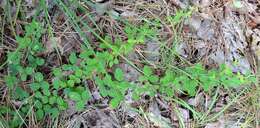 Image de Lespedeza repens (L.) W. P. C. Barton